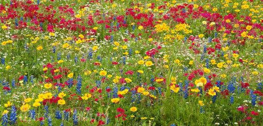 field of flowers